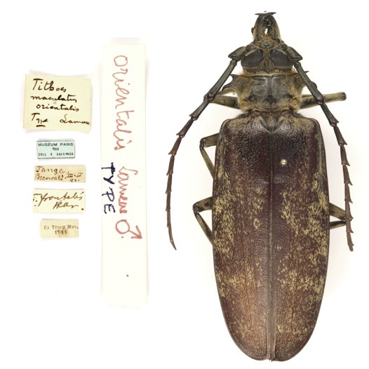 Anthracocentrus arabicus